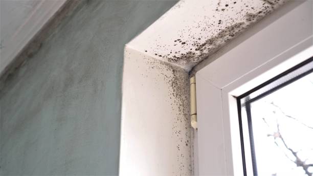 Reliable Center, CO Mold Removal Solutions