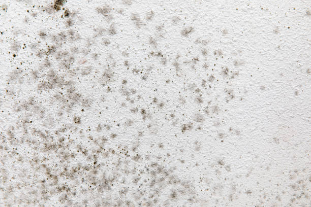 Best Mold Documentation for Insurance Claims  in Center, CO