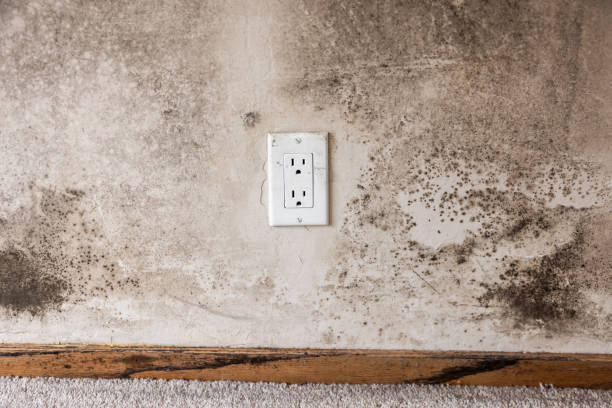 Best Crawl Space Mold Remediation  in Center, CO